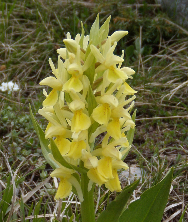orchidea dai Monti Simbruini